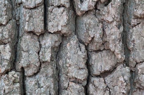 White Oak Bark: Health Benefits and Uses [2022 Update] - urbol.com