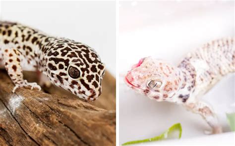 Leopard Gecko vs Frog-Eyed Gecko - What is The Difference? - Reptile Jam