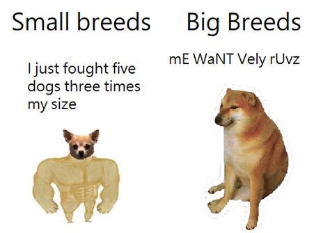 Are Big Dogs Better Than Small Dogs