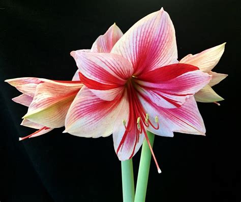 Propagating Amaryllis Seeds by Floating - Garden.org