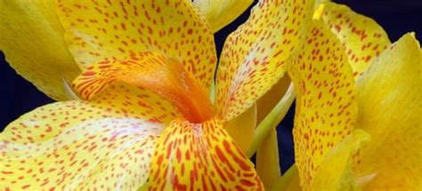 Identifying and Treating Canna Lily Diseases | DoItYourself.com