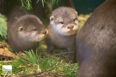 Our gift to the Internet: tiny otter pups