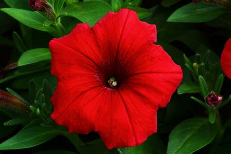 Red Petunia | Flowers| Free Nature Pictures by ForestWander Nature Photography