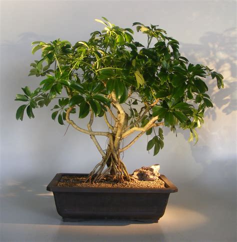 Hawaiian Umbrella Bonsai TreeBanyan Style(arboricola schfflera)