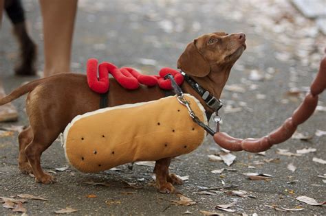 Top 5 Adorable Pet Costumes this Year's Halloween