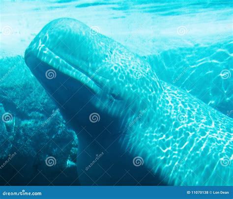 Underwater Beluga Whale stock photo. Image of beauty - 11070138