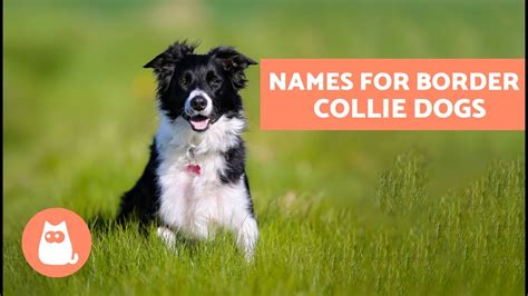 The Finest Border Collie Names - PetsBlogLive