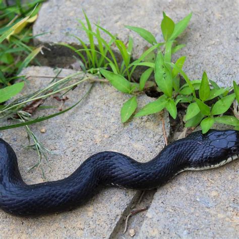 Black Rat Snake Pictures - AZ Animals