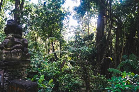 Sacred Monkey Forest in Ubud, Bali - BREE WEST