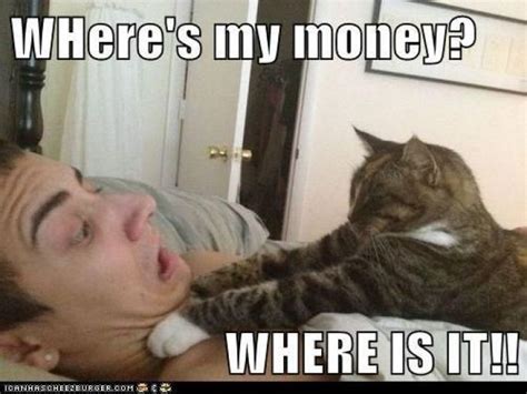 Wheres-My-Money-Funny-Cat-Meme-Picture