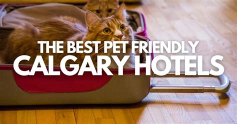 10 BEST Pet-Friendly Calgary Hotels to Book (for 2024)