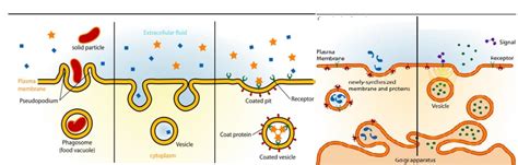 Vesicular Transport diagrams Diagram | Quizlet