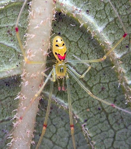 Animal of the day.: Happy Face Spider.