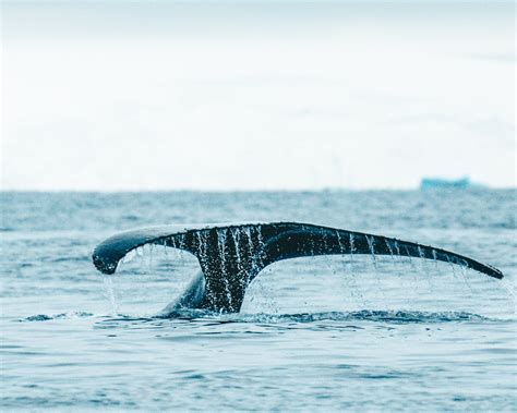 Kayaking in Antarctica - everything you need to know!