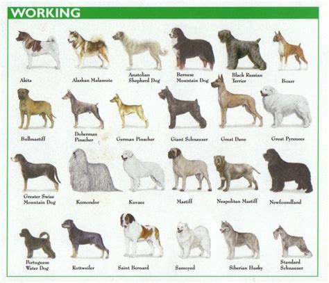 Working Dog Breeds