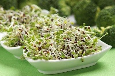 Growing Broccoli Sprouts | LoveToKnow