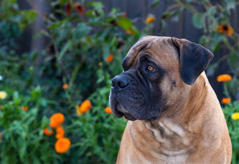 Boerboel Dog