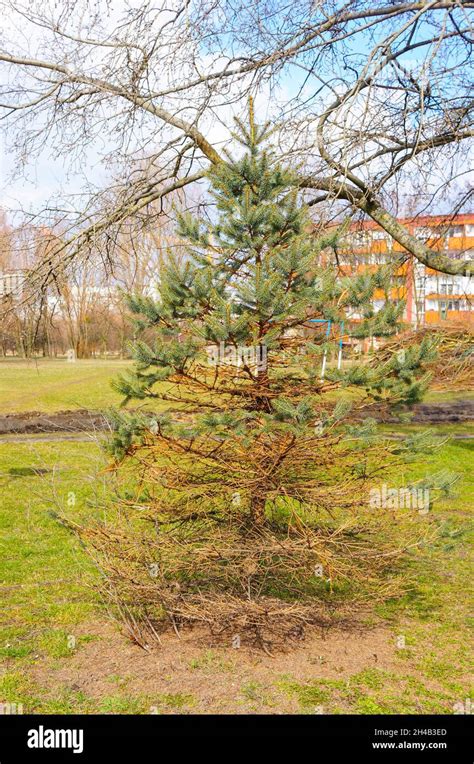 Dying pine tree in a park Stock Photo - Alamy