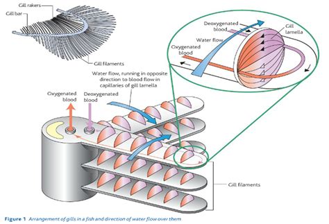 Labelled Diagram Of Fish Gill