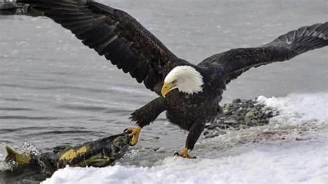 Bald eagle eating salmon photographed in Haines, Alaska | Adelaide Now