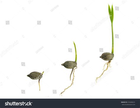 Palm Seed Germination Different Stages Isolated Stock Photo 674008231 ...