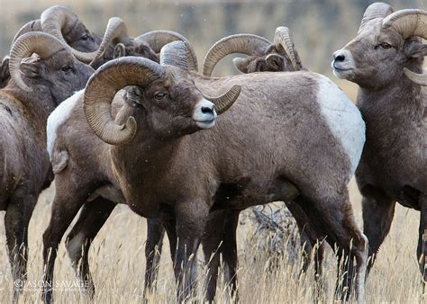 Bighorn Sheep | Jason Savage Photography