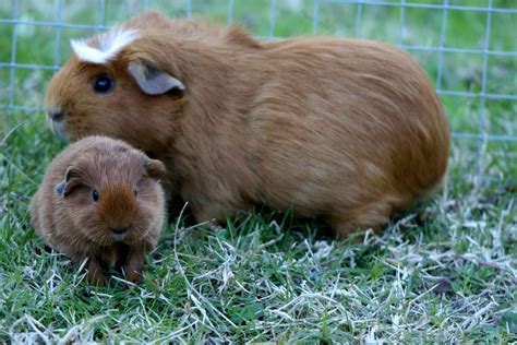 How To Tell If A Guinea Pig Is Pregnant