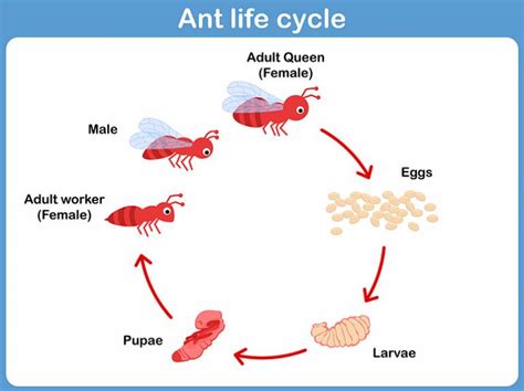 The Life Cycle of An Ant, a Plant, A Bug - Montessori Printables