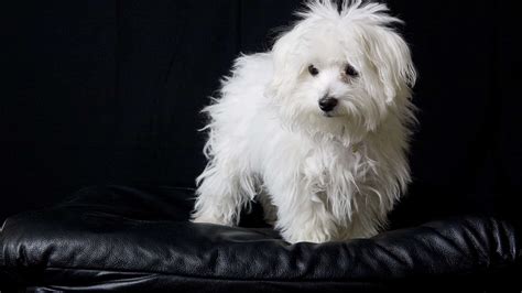 Teacup Maltese Pictures - AZ Animals