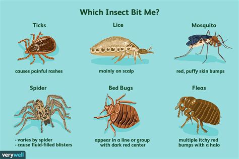 How to Tell an Insect Bite From a MRSA Infection