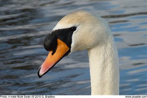 Mute Swans - Cygnus olor - UK Safari