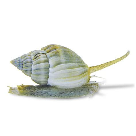 Nassarius Snail For Sale | Petco