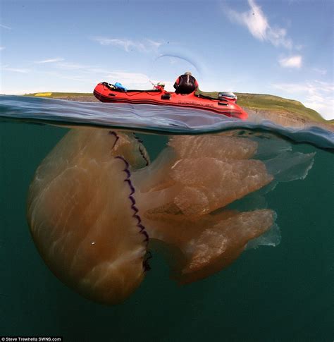 Tasmanian Giant Jellyfish