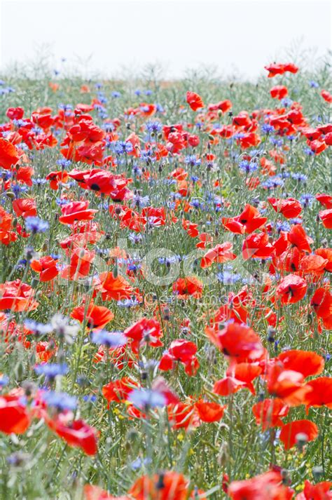 Poppy Field Stock Photo | Royalty-Free | FreeImages