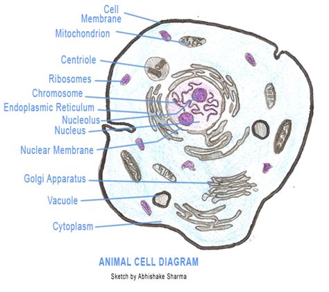 Animal Cell Diagram Labeled | New Calendar Template Site