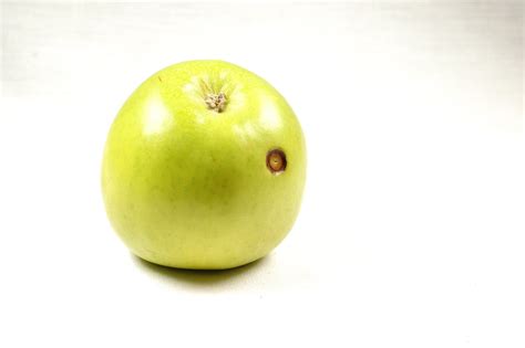 Granny Smith Apples 1 Free Photo Download | FreeImages