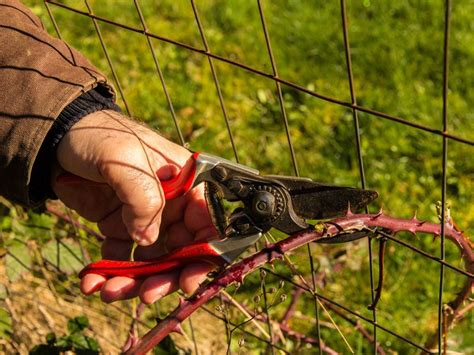 Pruning Blackberry Bushes: How And When To Prune Blackberry Bushes