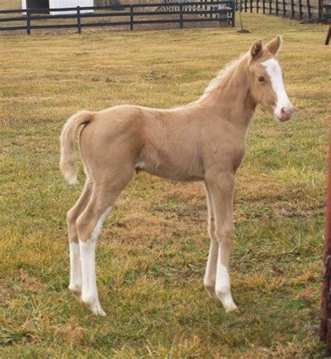 Baby Palomino Quarter Horse