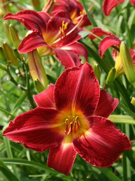 How to Plant Daylilies | HGTV