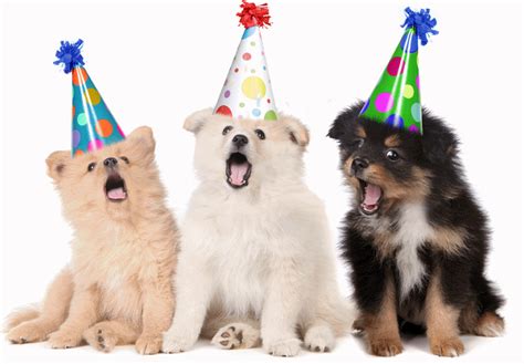 Dogs Singing Happy Birthday