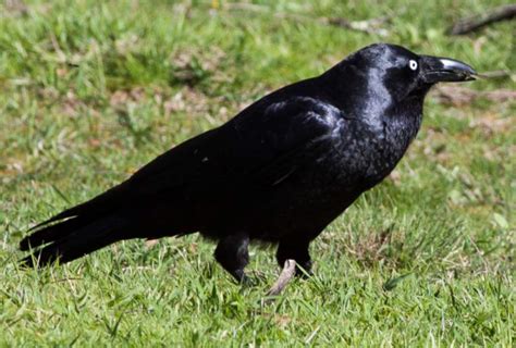 Forest Raven (Corvus tasmanicus)