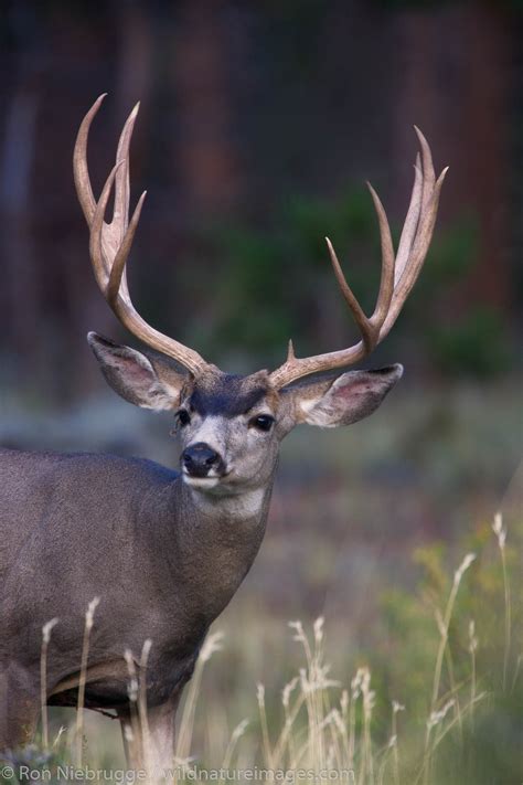 Mule Deer, Rocky Mountain National Park | Colorado | Photos by Ron Niebrugge