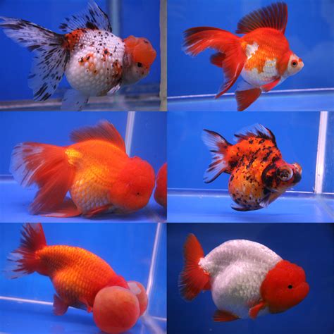 File:Goldfish breeds.jpg