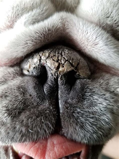 What Does It Mean When a Dog’s Nose is Dry? – Top Dog Tips