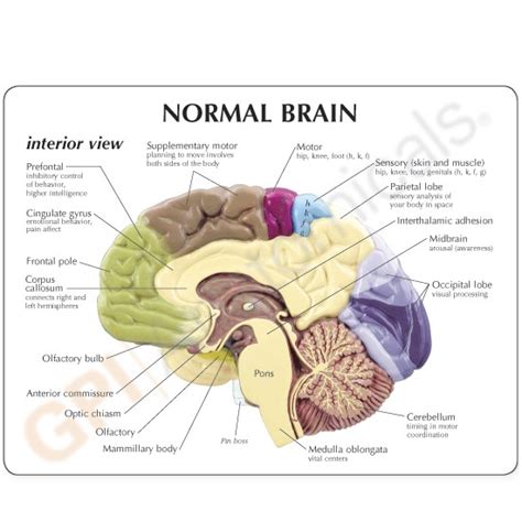 Half Brain Sensory/Motor - Model #2950 - GPI Anatomicals