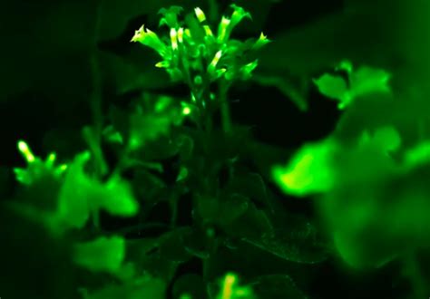 Look: Scientists Have Created "Avatar-like" Bioluminescent Plants | Science Times