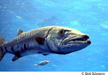 Sphyraena barracuda – Discover Fishes