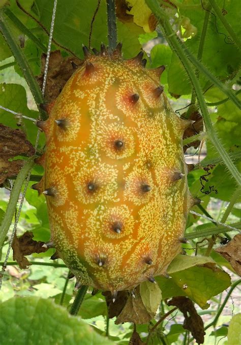 Little St. Simons Island's Organic Garden: Horned Melon!?!?