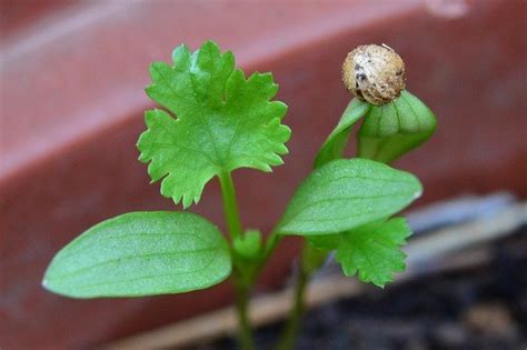 How To Grow Cilantro: Tips For Growing Cilantro