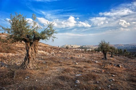 olive tree, olive wood, israel, palestine, beautiful scenery ...